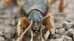 Як боротися з ведмедям у саду та в саду